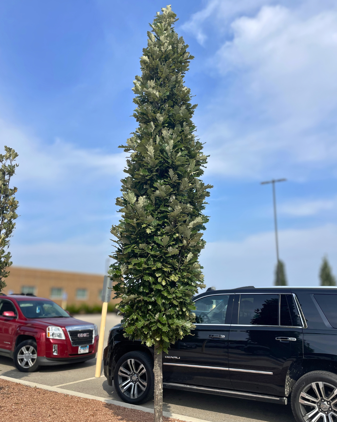 Kindred Spirit® Oak planted in a parking lot island.